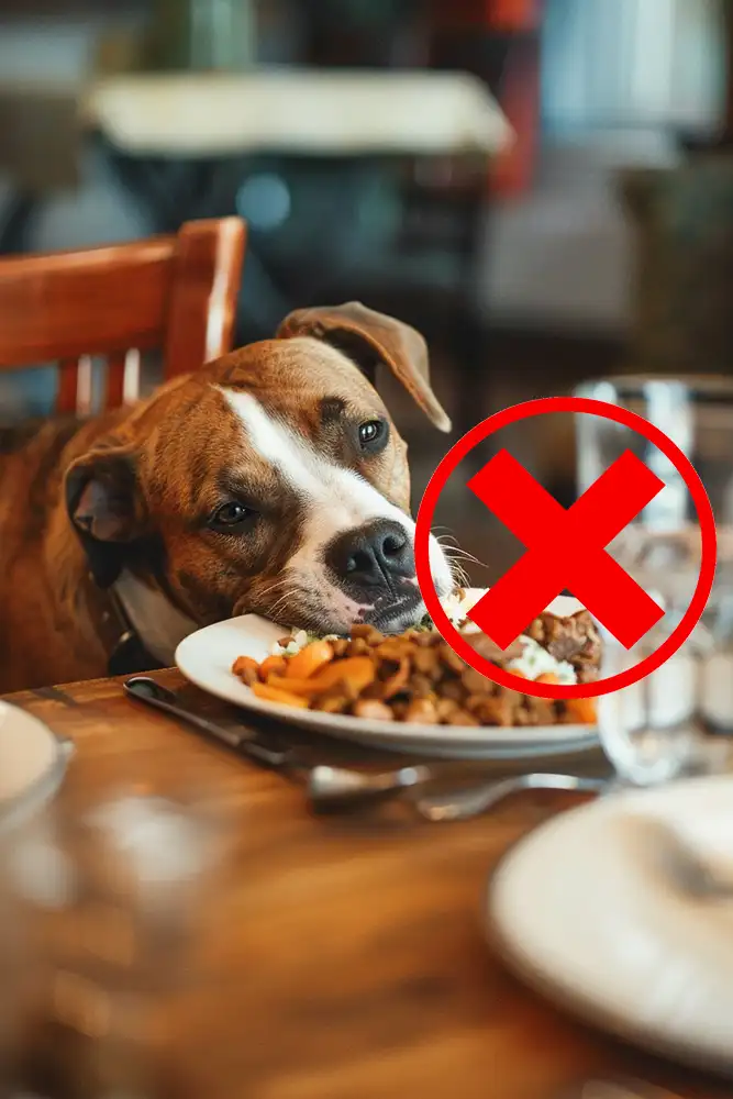 11 Dangerous Foods Your Dog Should Never Eat - Paws Lover - Foods Not Safe For Canines