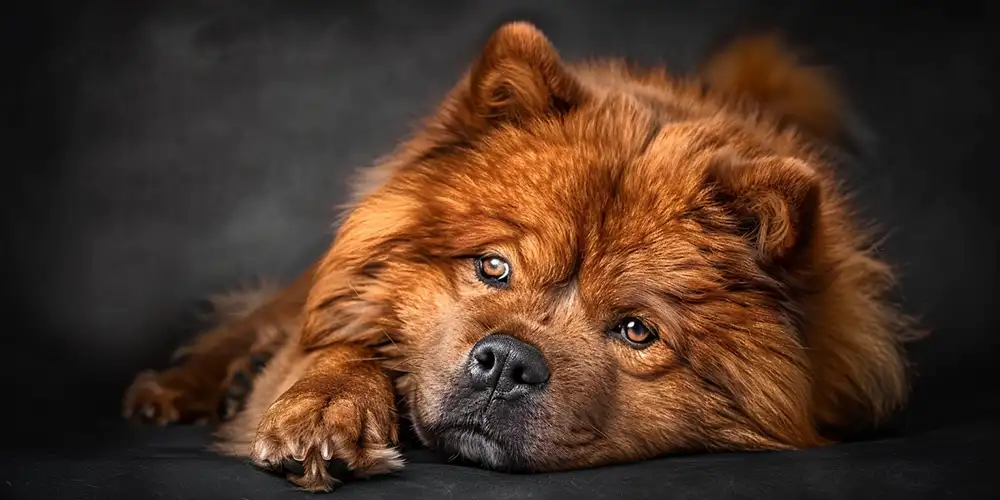 Chow Chow Sleeping