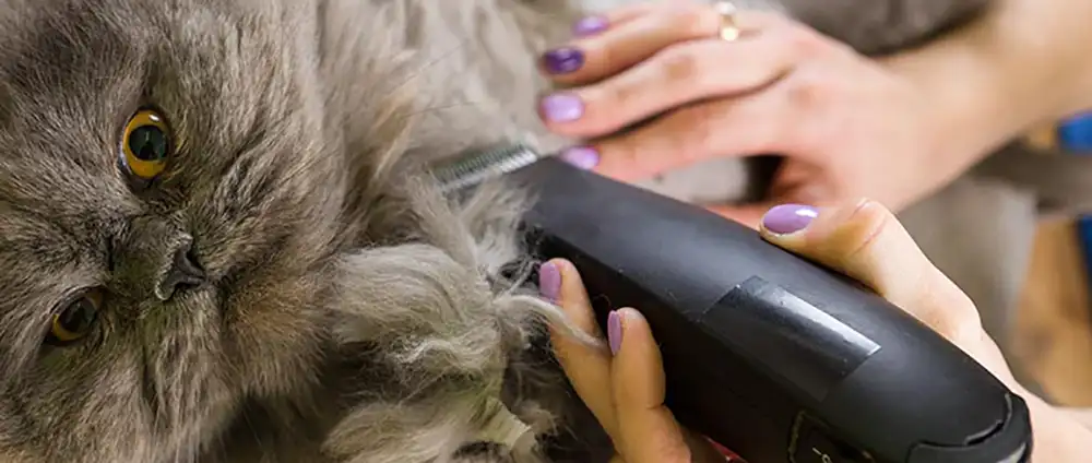 do not shave matted fur in your cat yourself