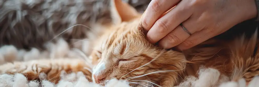 How to Detangle Matted fur in your cat Safely