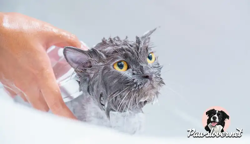 cat grooming bath
