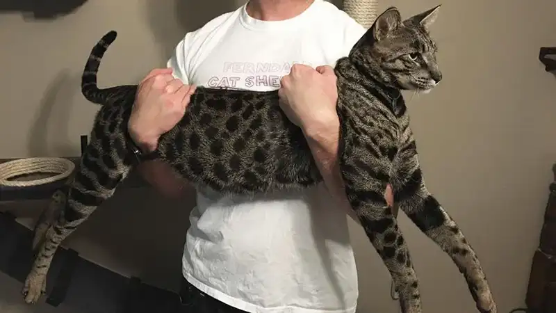 tallest savanah cat