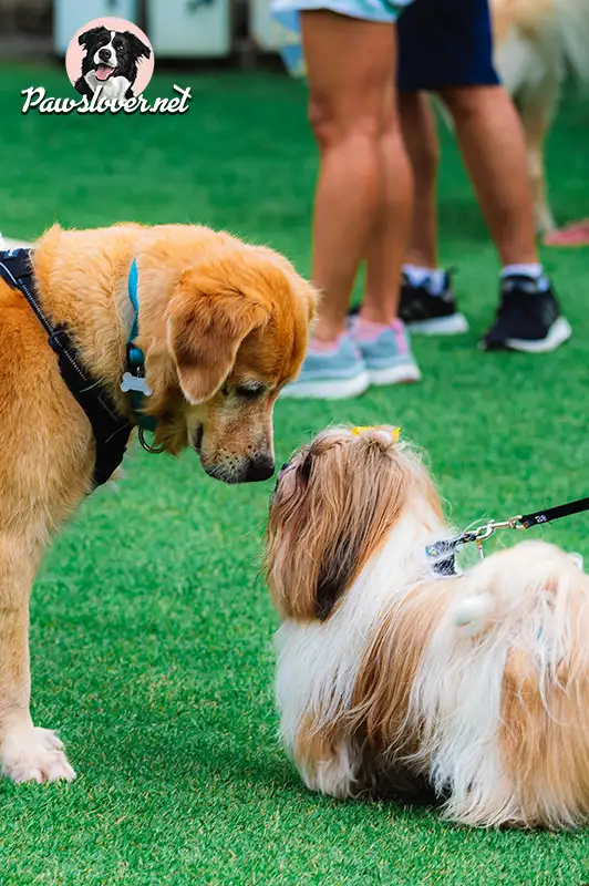 socialize your dog at dog park