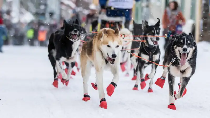 Equipment for Mushing