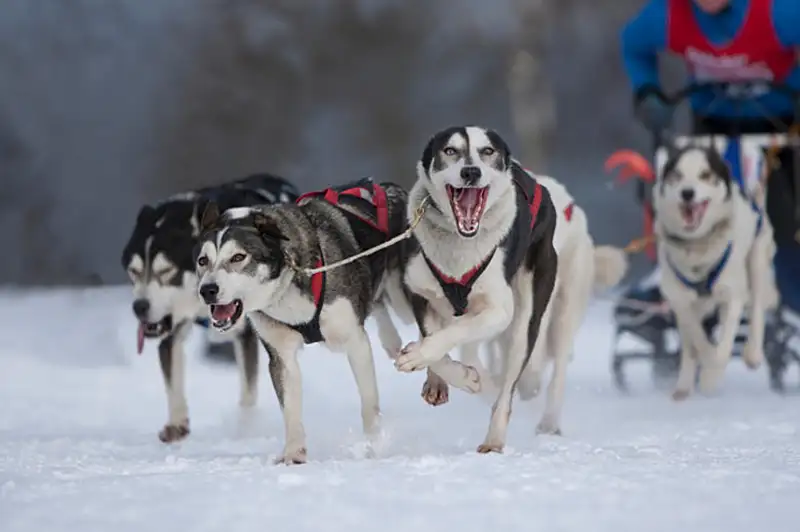 Mushing Trails in New York