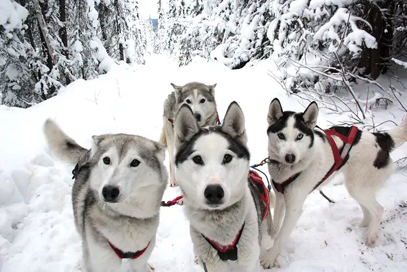 safety tips for mushers