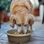 Homemade Dog food Recipes
